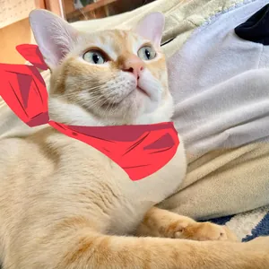 mr.sakamoto