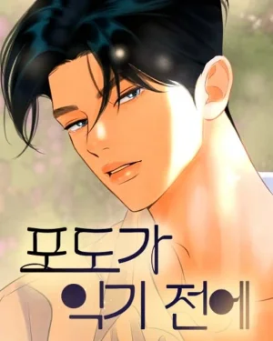 ก่อนที่องุ่นจะสุกงอม - Before the grapes ripen